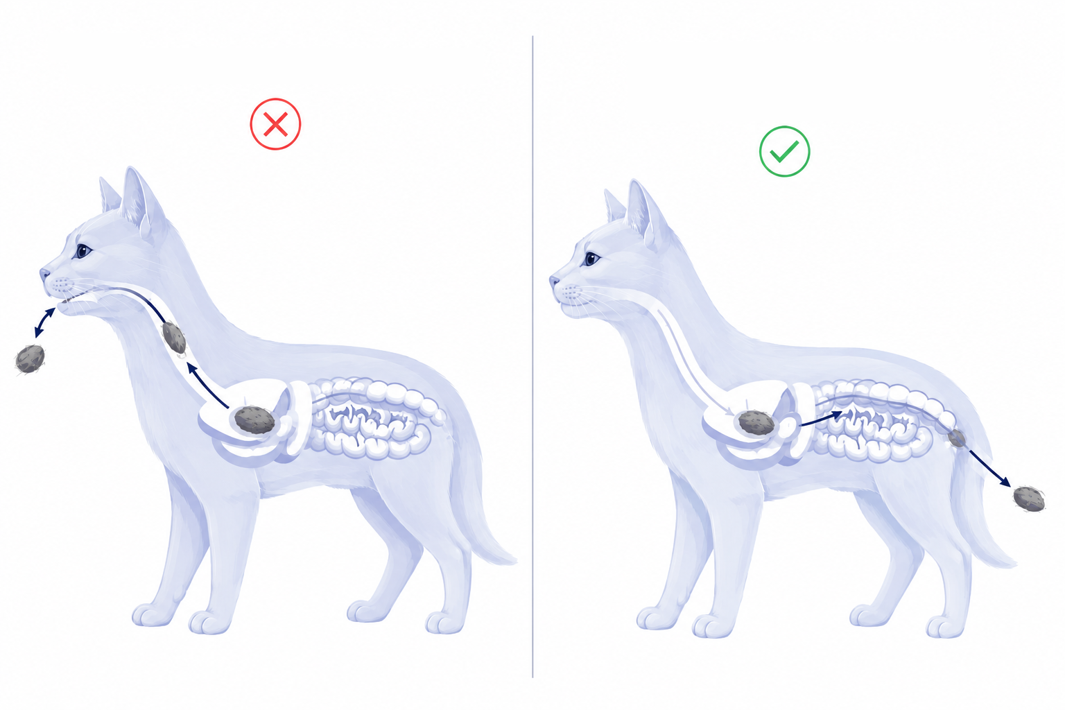 Diagram of a cat's digestive tract showing hairball elimination by vomiting